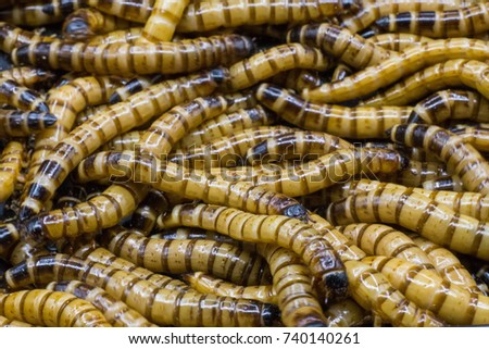 Close up of moving Giant Worms.
