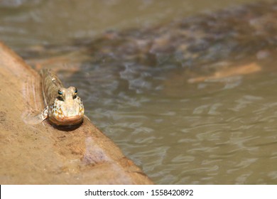 Close Up Mudskipper Fish,Amphibious Fish Standing On A Tree Branch At Mangrove Forest