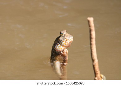 Close Up Mudskipper Fish,Amphibious Fish Standing On A Tree Branch At Mangrove Forest