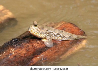 Close Up Mudskipper Fish,Amphibious Fish Standing On A Tree Branch At Mangrove Forest