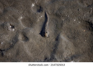 Close Up Of A Mudskipper On An Intertidal Zone