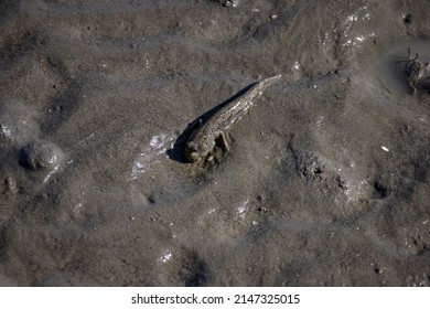 Close Up Of A Mudskipper On An Intertidal Zone