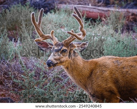 A close up of a Mule Deer about to chomp down on some woody twigs.