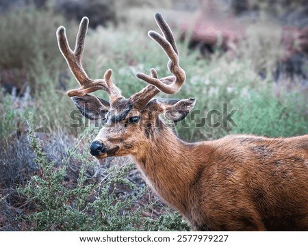 A close up of a Mule Deer about to chomp down on some woody twigs.