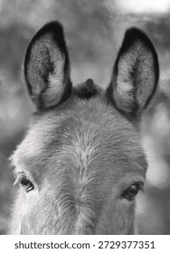 Close up of a mule's face