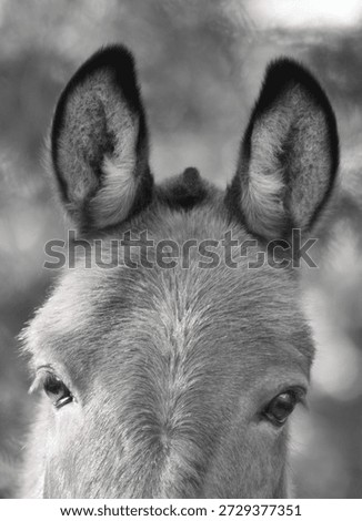 Close up of a mule's face