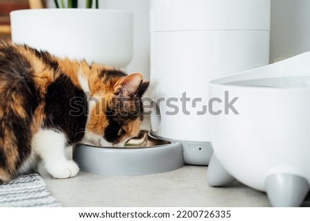 Close up multicolor cat eating from automatic smart feeder in cozy home interior. Home life with a pet. Healthy pet food diet concept. Selective focus, copy space