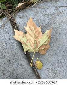 Close Up Multi-Colored Dead Leaf On Park Pathway