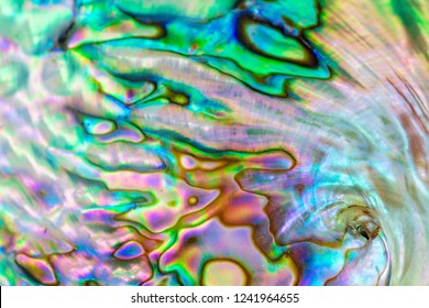 Close up multicolour texture background of paua shell, haliotis iris or Abalone shell