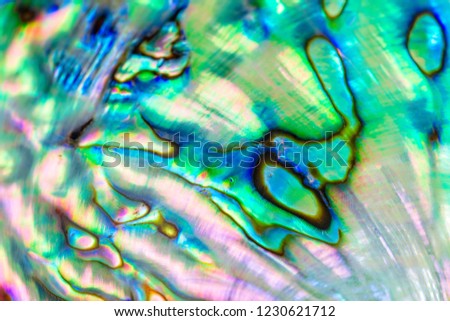 Close up multicolour texture background of paua shell, haliotis iris or Abalone shell