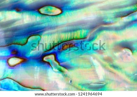 Close up multicolour texture background of paua shell, haliotis iris or Abalone shell