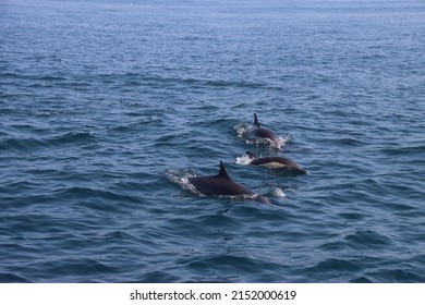 Close Up Of Multiple Wild Dolphins Swimming In Ocean. Water Splashing. Dolphin Surfacing With Nose. Delphinus Delphis Jumping Out Of Water In Newport Beach, California. Group Pack Of Wild Dolphins.