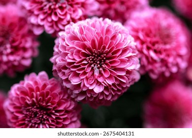 “Pretty in pink”
 
Close up of mums 