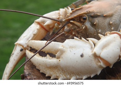 Close Up Of A Murray River Crayfish From New South Wales, Australia