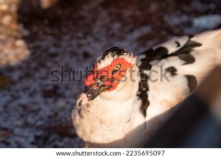 Close up of a muscovy duck, winter, Czechia