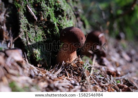 close up mushroms growing in a forrest