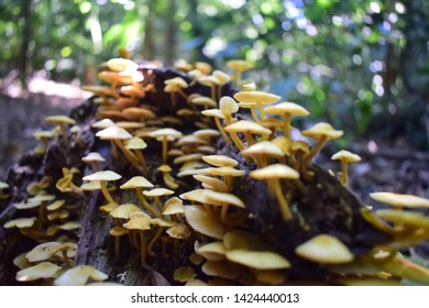 Close Up Of A Mushroom Colony From The Brazilian Rain Forest