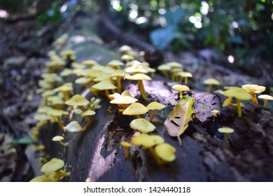 Close Up Of A Mushroom Colony From The Brazilian Rain Forest