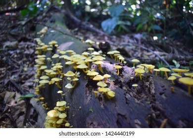 Close Up Of A Mushroom Colony From The Brazilian Rain Forest