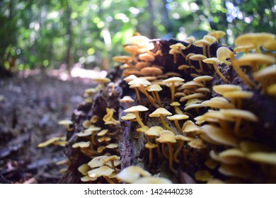 Close Up Of A Mushroom Colony From The Brazilian Rain Forest