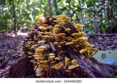 Close Up Of A Mushroom Colony From The Brazilian Rain Forest