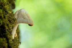 Close Up Of A Mushroom (Mycena) On The Mossy Trunk Of A Tree. Green Background With Copy Space.