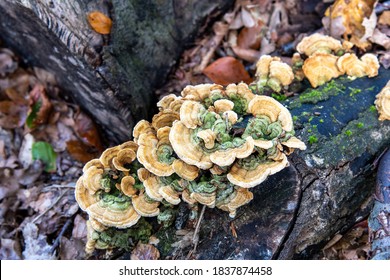 Close Up Of Mushrooms Or Polypores On Tree Stump; They Are A Morphological Group Of Basidiomycetes-like Gilled Mushrooms And Hydnoid Fungi Also Called Bracket Fungi