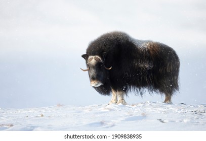 Close Up Of A Musk Ox Standing In Snow, Winter In Norway.