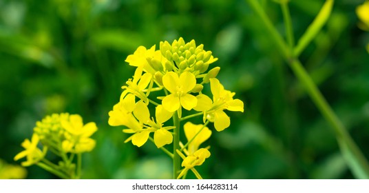 Close up of Mustered Flowers Brassicaceae or Cruciferae flowers in a field with green blurred background. - Shutterstock ID 1644283114