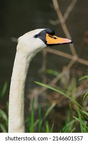 Close Up Mute Swan -  Cygnus Olor - Anseriformes - Depth Of Field