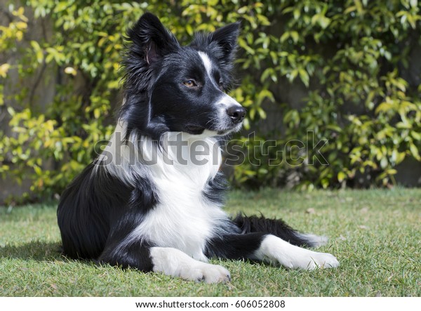 best muzzle for border collie