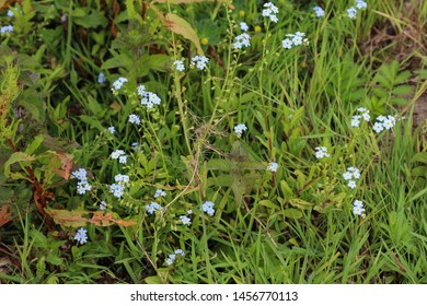 Seeds Of Forget Me Not High Res Stock Images Shutterstock