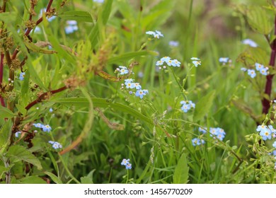 Seeds Of Forget Me Not High Res Stock Images Shutterstock