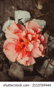 Close up na flor de hibisco dobrada, planta nativa da Ásia Tropical, foi eleita a flor nacional da Malásia e do Havaí.