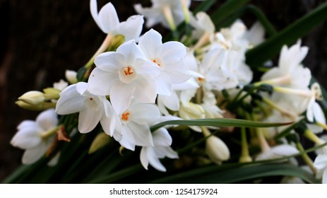 Close Up Of Narcissus Papyraceus, Paperwhite