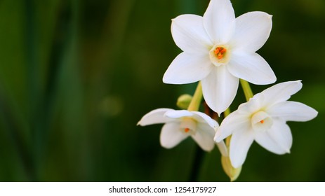 Close Up Of Narcissus Papyraceus, Paperwhite