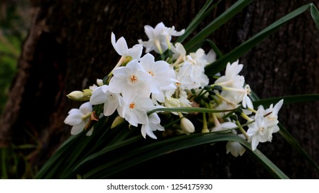 Close Up Of Narcissus Papyraceus, Paperwhite