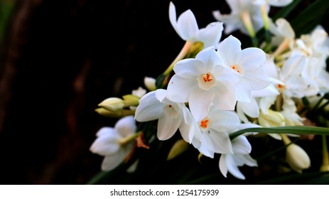 Close Up Of Narcissus Papyraceus, Paperwhite