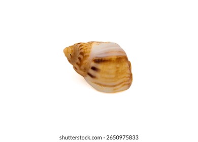 Close up of Nassarius mutabilis shell