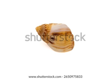 Close up of Nassarius mutabilis shell