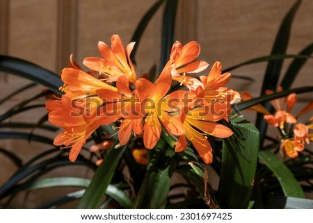 Close up of natal lily (clivia miniata) flowers in bloom