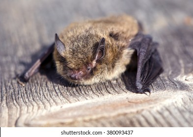 Close up of Nathusius' pipistrelle bat on sunny day on wooden plank