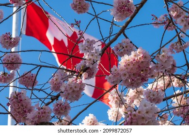 Close Up National Flag Of Canada And Cherry Blossoms In Full Bloom. Concept Of Canadian Urban City Life In Spring Time.