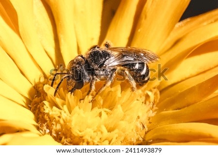 Close up of a native tiny dark metallic Halictus Sweat Bee with striped abdomen pollinating and feeding on a yellow calendula flower. Long Island, New York, USA