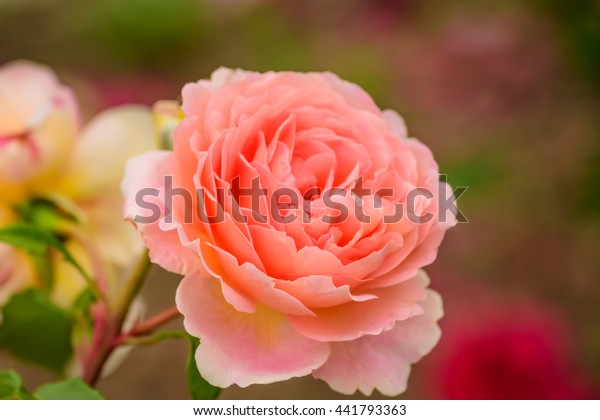 Close Natural Beautiful Roses Flower Garden Stock Photo