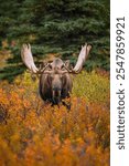 Close up of Natural Bull Moose In Autumn Fall