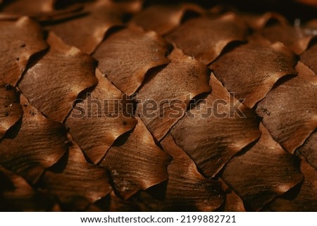 close up of a natural fir cone texture, brown natural background, daylight, autumn colours, pinecone pattern