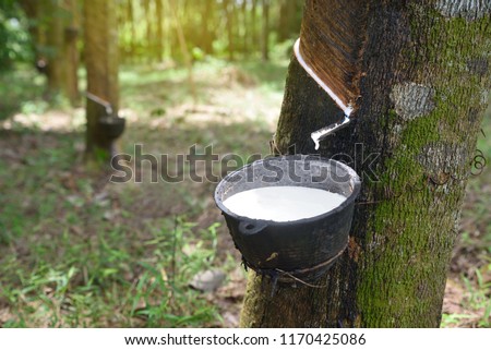 Close up Natural rubber latex trapped from rubber tree, Latex of rubber flows into a bowl