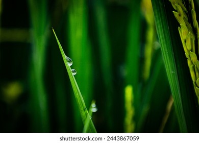 close up of nature fresh green grass with dews drop - Powered by Shutterstock