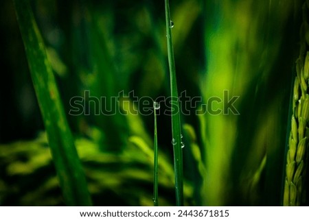 close up of nature fresh green grass with dews drop